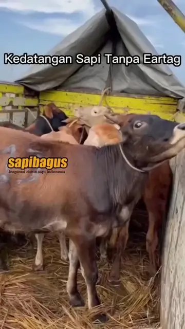 Pemasangan-Ear-Tag-Sapi-Baru